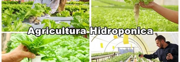 Agricultura Hidroponica