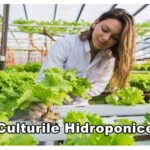 Culturile Hidroponice